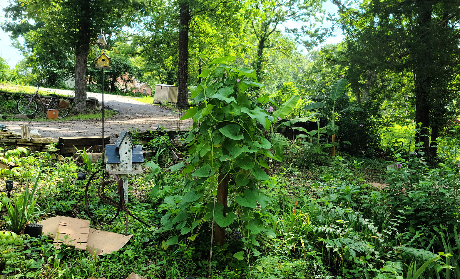 Gourd tree planted when Tim died