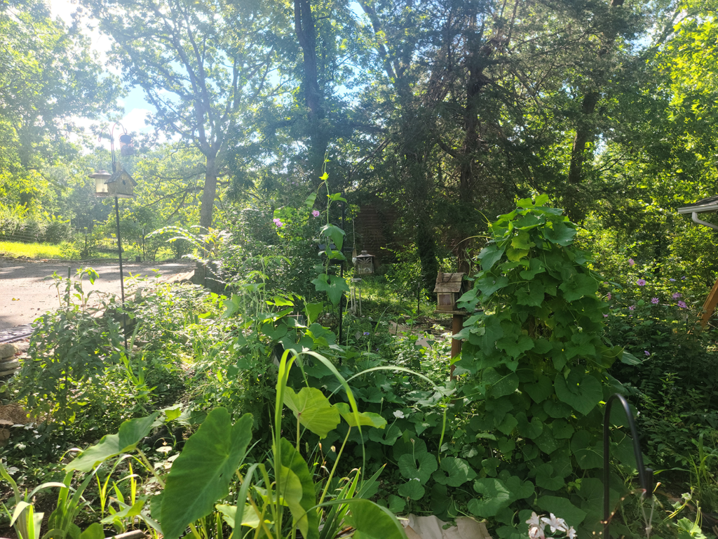 Gourd Tree planted May 14, 2024