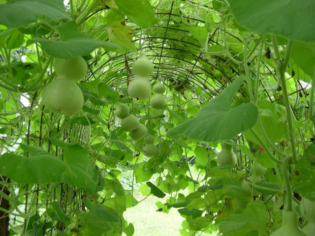 Inside our gourd trellis on the farm in Shelbyville Indiana