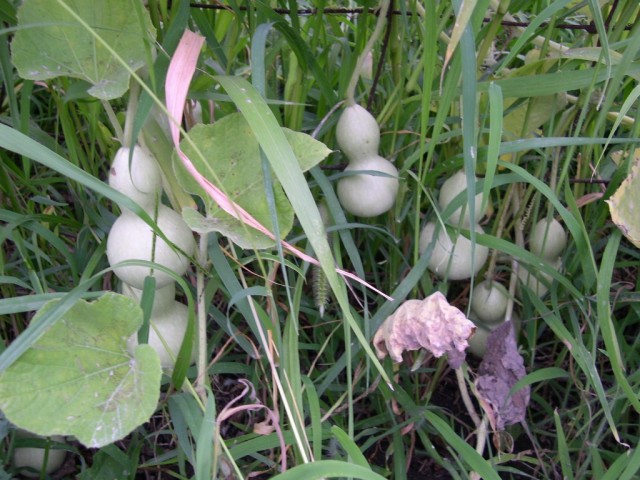 gourds growing in the field on the farm in Shelbyville Indiana