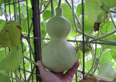 Gourd growing in the trellis
