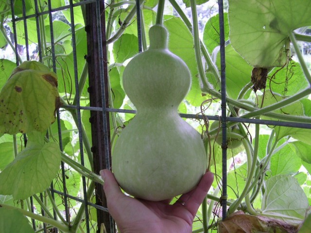 hyakunari Gourd growing in the trellis