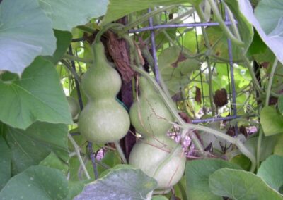 Gourd growing in the trellis