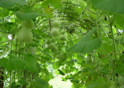 Inside our gourd trellis on the farm in Shelbyville Indiana