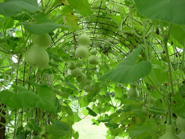 insidetrellis Inside our gourd trellis on the farm in Shelbyville Indiana