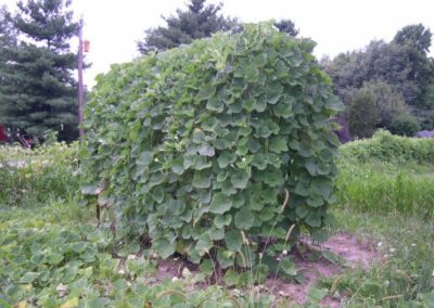 gourd covered arbour in Shelbyville, Indiana