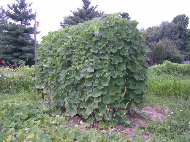 outsidetrellis gourd covered arbour in Shelbyville, Indiana