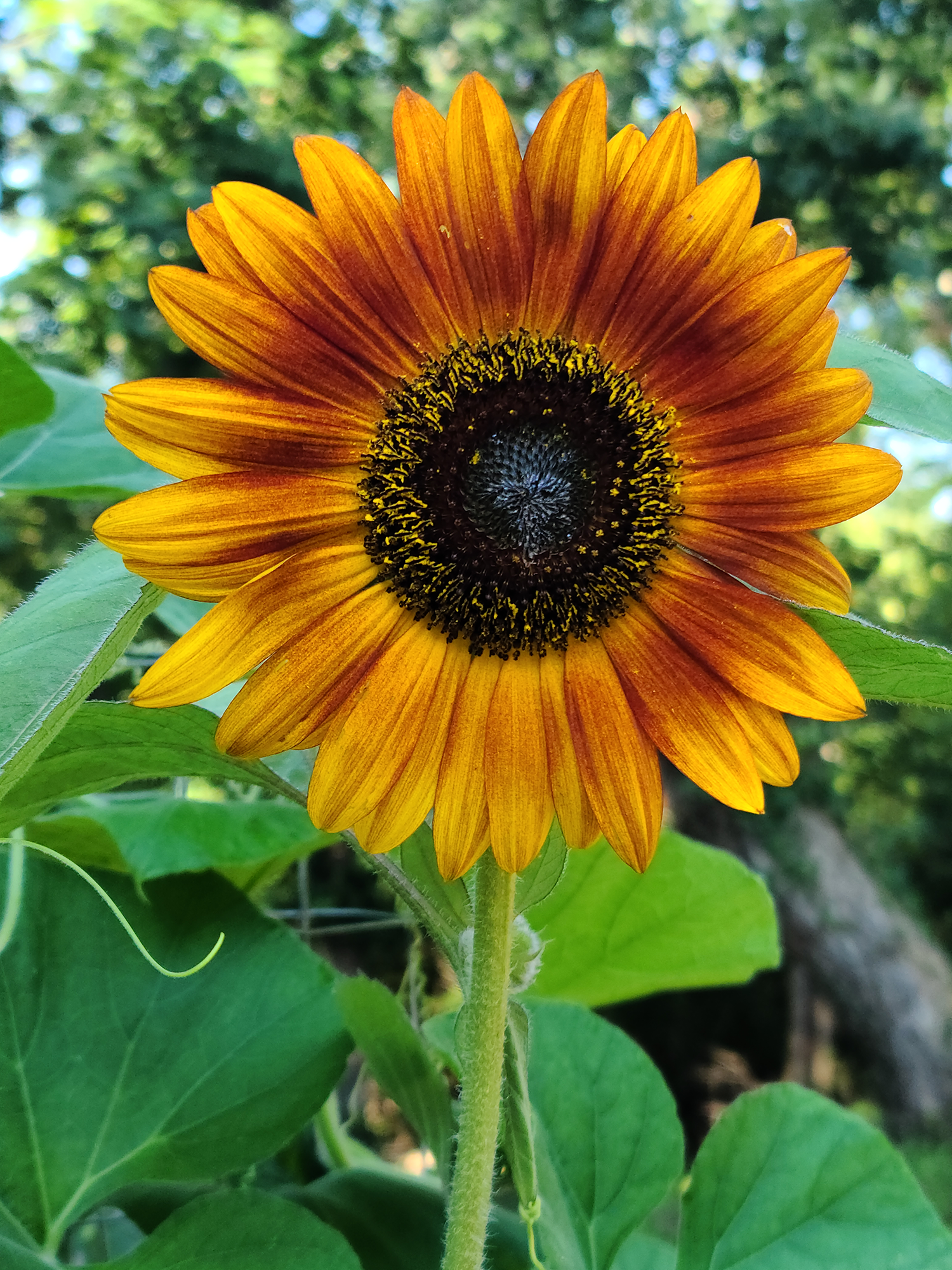 sunflower3 Sunflower
