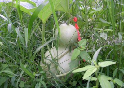 Gourd growing in the grass