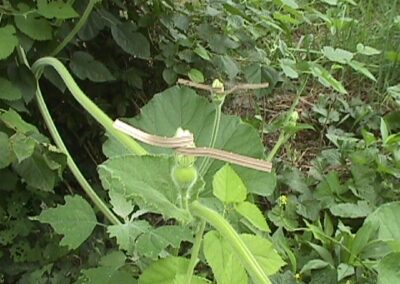 gourd flower after pollination