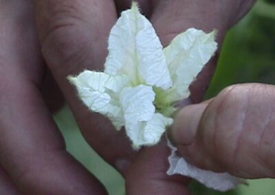 picking the petals off
