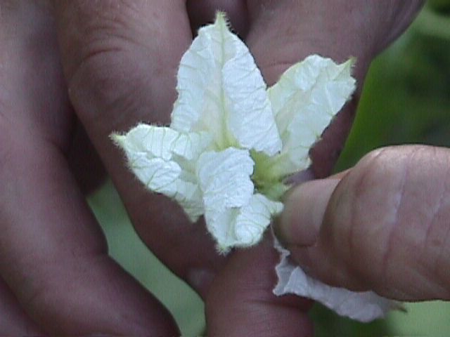 002 picking the petals off
