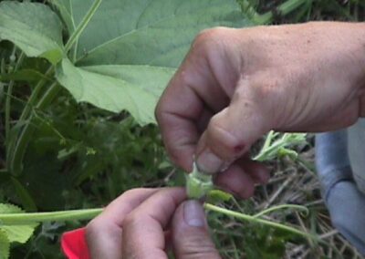 prepping flower