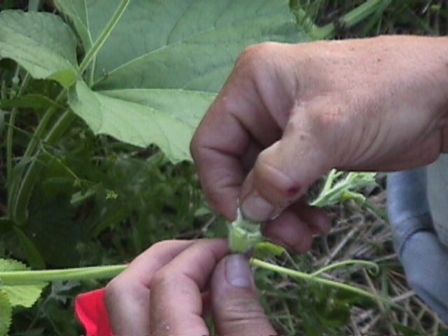 003 prepping flower