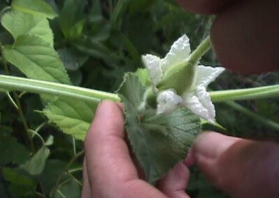 Hand pollinating gourds