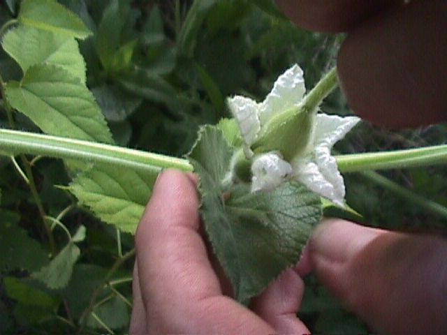 004 Hand pollinating gourds