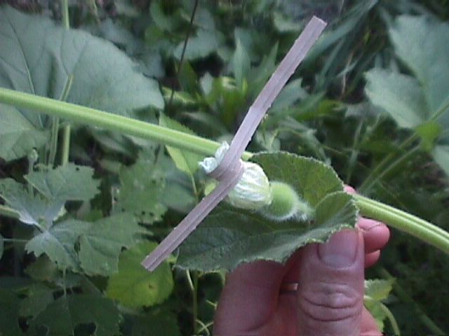 006 tying off the flower to insure it's pure