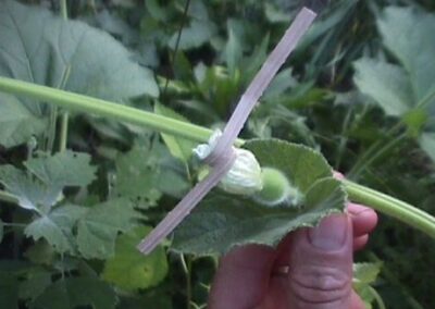 Gourd flower tied off after pollination