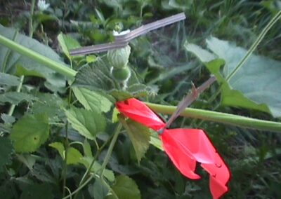 Gourd flower after polination
