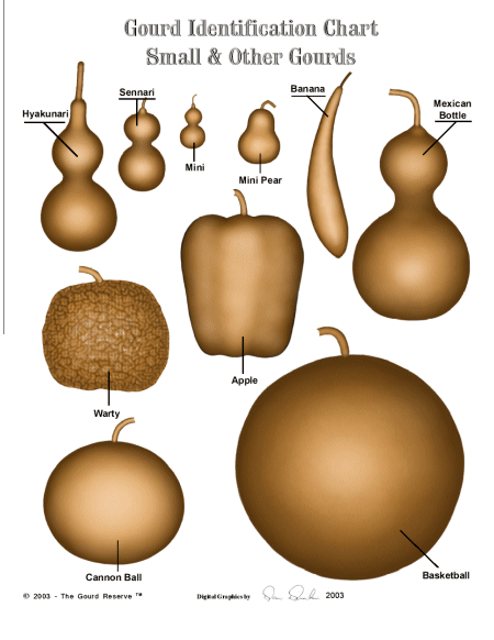 charts Gourd Chart #3 By Dan Dunkin