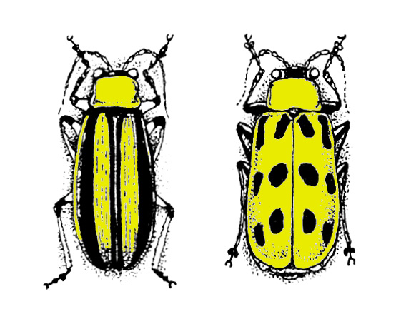 cucumberbeetles cucumber beetle drawing
