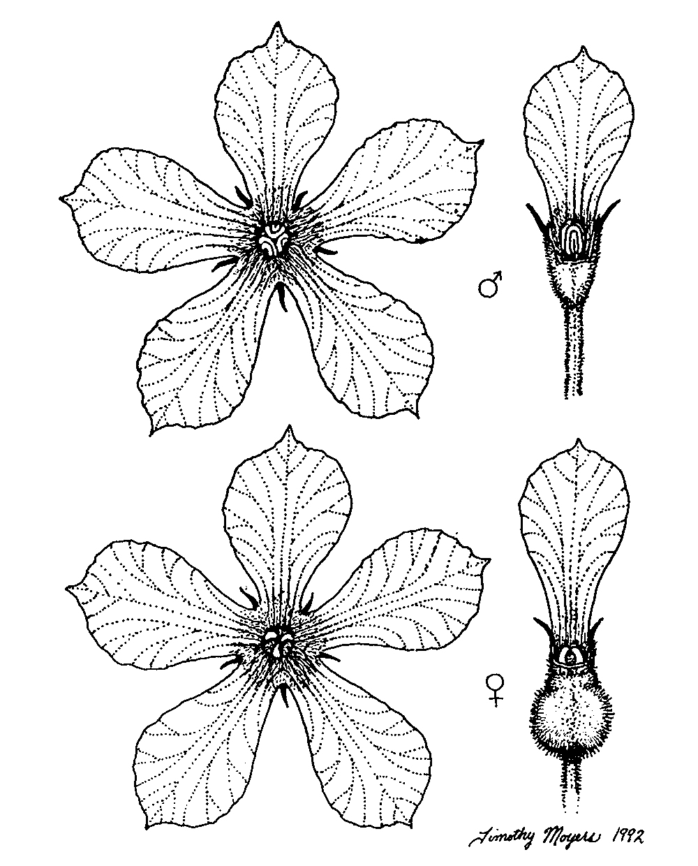 flower Timothy Matrk Moyers gourd flower drawing