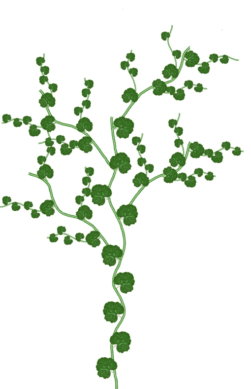 terminatesmall Gourd vine drawing