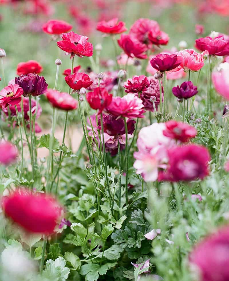 Flower Shop 40